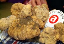Fiera Nazionale del tartufo bianco 2010 ad Acqualagna nelle Marche capitale del tartufo pioveranno tartufi dal cielo