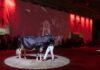 Incoronata a Cremona la mucca più bella Cremona incorona la mucca più bella 0 min