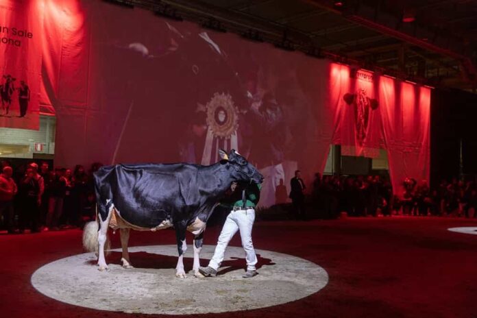 Cremona incorona la mucca più bella Cremona incorona la mucca più bella 0 min