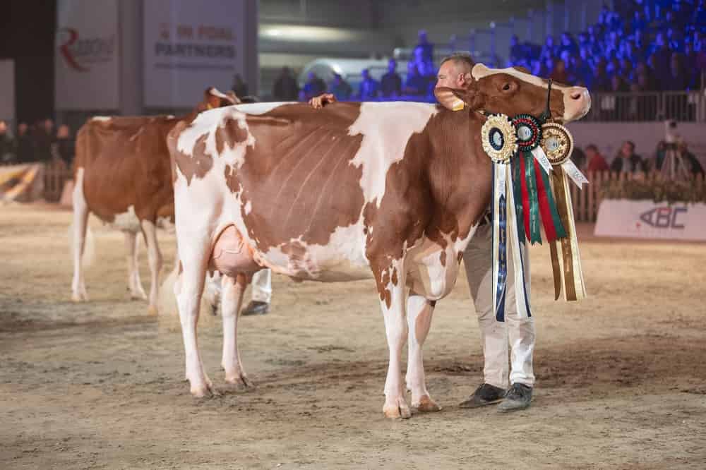 Cremona incorona la mucca più bella la vincitrice