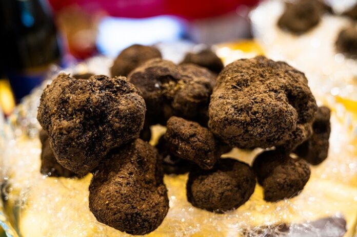 Tartufo Nero Tartufo Nero di Acqualagna