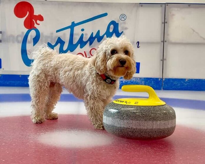 Chico curling