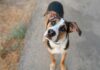 Giornata Mondiale del Cane: un legame che arricchisce la vita Giornata Mondiale del Cane: