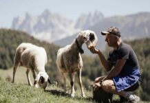 Ospitalità, tradizione alpina e l’enogastronomia della Val d’Isarco Villnösser Brillenschaf - enogastronomia in Val d'Isarco