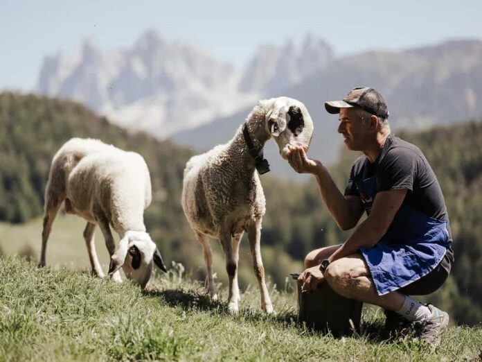Villnösser Brillenschaf