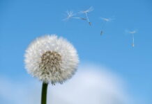 Allergie primaverili, dalla Chiropratica un aiuto valido ALLERGIE STAGIONALI