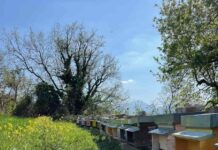 Cambiamento climatico, i problemi in agricoltura e in apistica Arnie