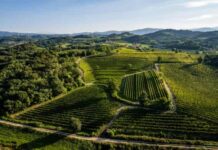 Palestra in vigna alla Tenuta di Crocetta del Montello. Vigneti Collio