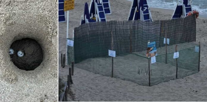 Torre Castiglione uova di Caretta caretta