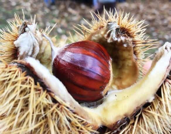 DiVinOttobre24 FototecaStradaVinoSaporiTrentino Ph.L.Campolongo