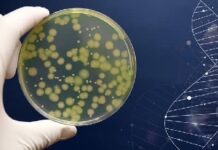 Microbioma alimentare, quale ruolo? Microbioma