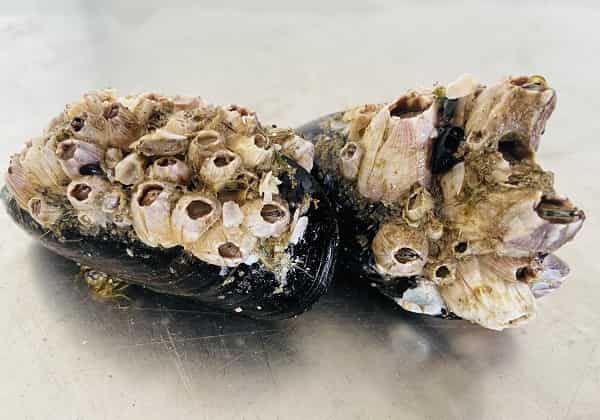 Mosciolo particolaren