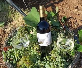 TenuteellamarinaVendemmia GALE