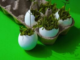 Encubator per il futuro del pianeta