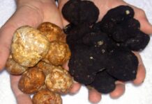 Ferrara sagra del tartufo a Sant’Agostino Sant'Agostino - Ferrara sagra del tartufo