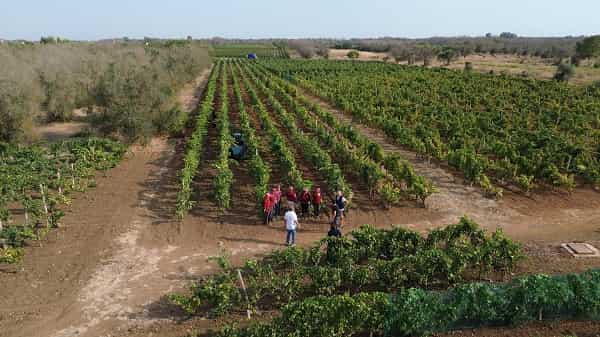La vendemmia di Cantina San Donaci