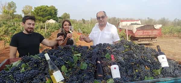 La vendemmia di Cantina San Donaci