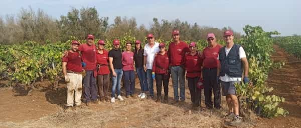 La vendemmia di Cantina San Donaci