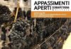 Serrapetrona appassimenti aperti 2024