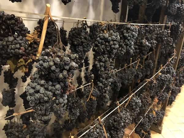 Serrapetrona appassimenti aperti 2024