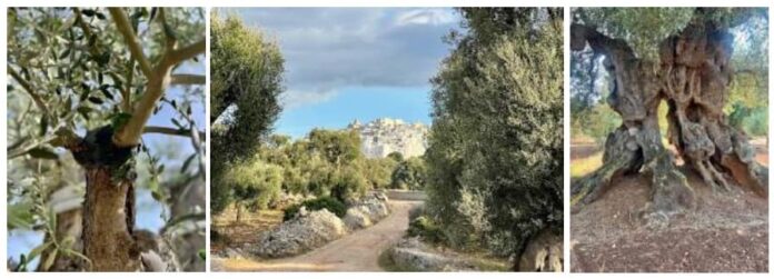 Giornata Mondiale dell'Ulivo UNESCO