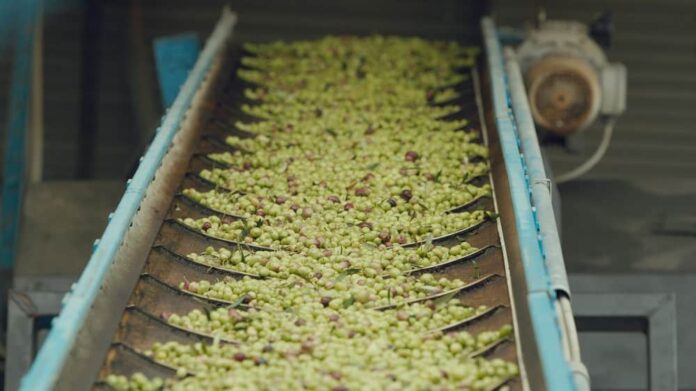 EVOLIO Expo - Fiera Olio EVO italiano