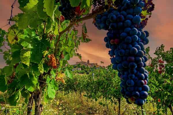 moreno capomagi 2023 vendemmia