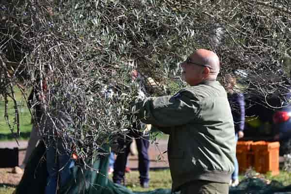 L’oro liquido di Tibur