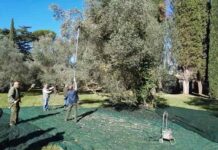 L’oro liquido di Tibur oro liquido di Tibur