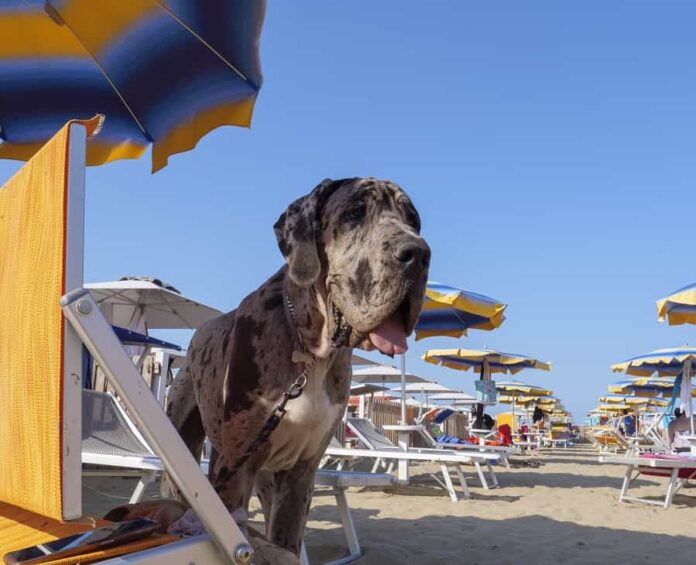 Vacanze pet friendly alano in spiaggia