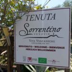01 Sorrentino Vini