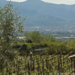 03 Sorrentino Vini