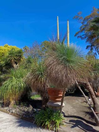 05 L'Orto Botanico della Reggia di Portici