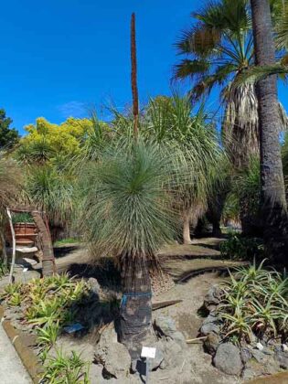 06 L'Orto Botanico della Reggia di Portici