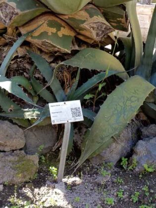 07 L'Orto Botanico della Reggia di Portici