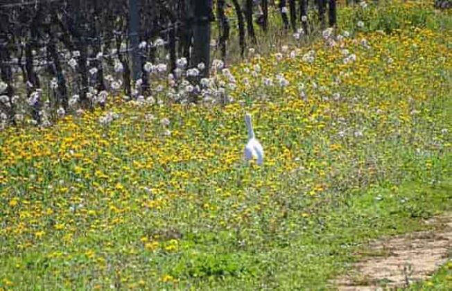 Salento - Cantina Tenute Bellamarina vigneti