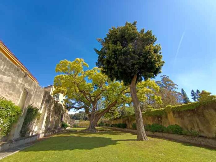 11 L'Orto Botanico della Reggia di Portici