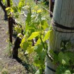 25 Sorrentino Vini