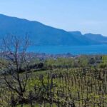 30 Sorrentino Vini