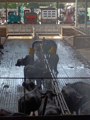 Caseificio Vannulo di Capaccio 04