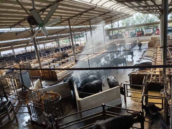 Caseificio Vannulo di Capaccio 05