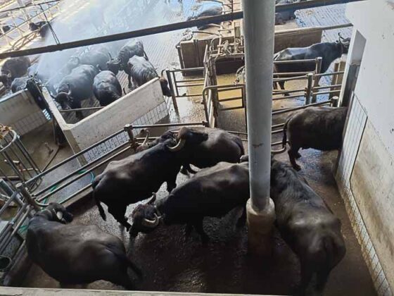 Caseificio Vannulo di Capaccio 06