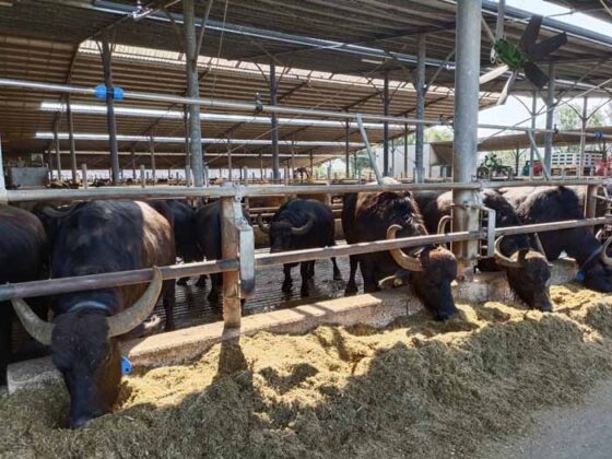 Caseificio Vannulo di Capaccio 10