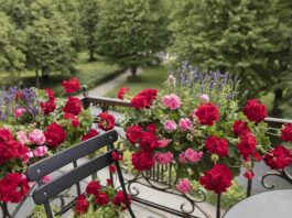 Gerani - Geraniums Balcony Classic