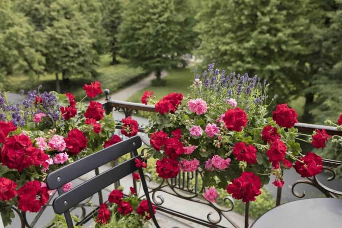 Gerani - Geraniums Balcony Classic