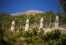 DegustaVigna 2025: calici di colori, sapori di montagna Vitigni valdostani - DegustaVigna