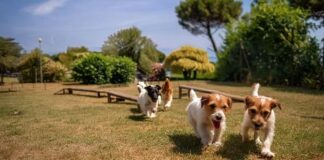 Only for Pet Lovers