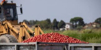 Pomodoro Conserve Italia
