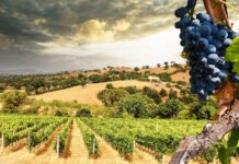 Toscana da vivere