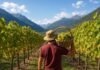 Les vendanges en Vallée d’Aoste Vendemmia vini italiani in Valle d'Aosta